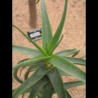 Aloe Striatula (fam Asphodelacees) (Afrique du sud) (02)